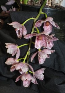 Champion Other Orchid Hybrid: Clo. Alexandra 'Savva' (N. Peters)