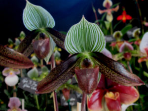 Grand Champion & Champ. Exotic Species Paph. wardii 'TOM 4' (S. Tay)
