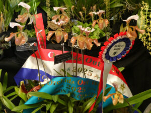 Best in Show, Grand Champion Species, Champion Species Other: Paph gratrixianum - J&M Stone