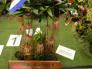 Grand Champion Hybrid, Champion Other Orchid Hybrid; Bulb. Elizabeth Ann 'Buckleberry' - J Gafa