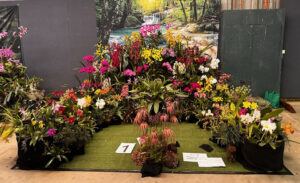 Winning Display: Blacktown City Orchid Society
