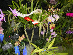 Best Specimen of the Show: Liparis vividflora - L Swain