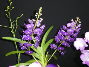 Champion Vandaceous: Van. Pine Rivers 'Esan' - L&G Bromley