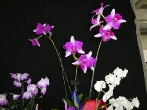 Champion Laeliinae: L. Australian Frangipani - L&G Bromley