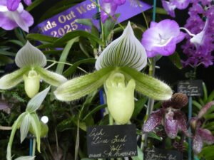 Champion Cypripedioideae: Paph. Lime Fresh 'Golf' - R Nurthern