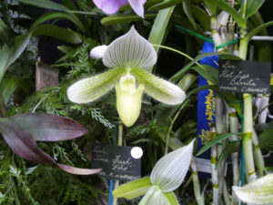 Champion Seedling: Paph. Lime Fresh 'Echo' - R Nurthern