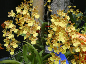 Champion Oncidiinae: Ryg. Mary Eliza - L&G Bromley
