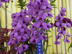 Champion Australian Native Orchid Hybrid or Species: Den. bigibbum - J Gafa