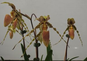Paph. glanduliferum var. praestans