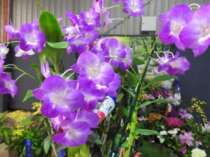 Den. Hot Lips 'Barrita'