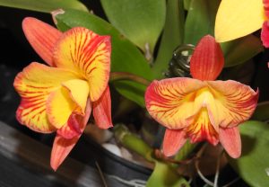 C. Petite Baby 'Lea'