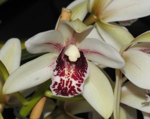 Cym. Gowling's Gem