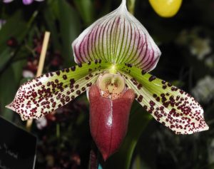 Phal. Hsinying Malone