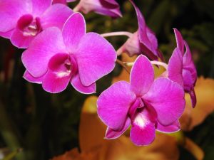 Den. Topaz Dream 'Lesley'