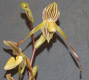 Paph. St Maxamillian Kilbe 'Distinction'