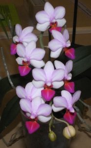 Phal. Liu's Berry 'Trinity'