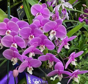 Phal. unknown